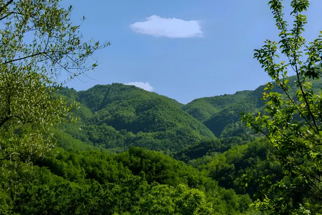 Sento il cucù