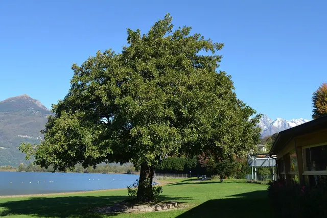L'Ontano camper area