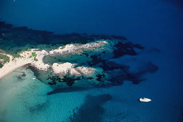 Laconella