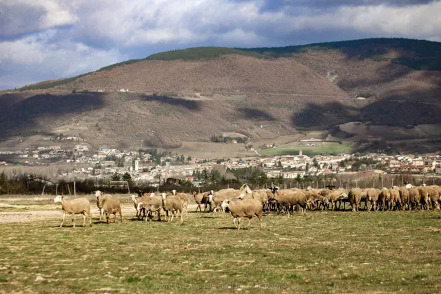 Agricamping Brandimarte
