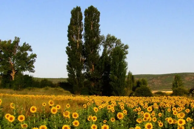 El Campichuelo