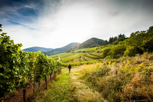 Wohnmobilstellplatz Weingut Junghof