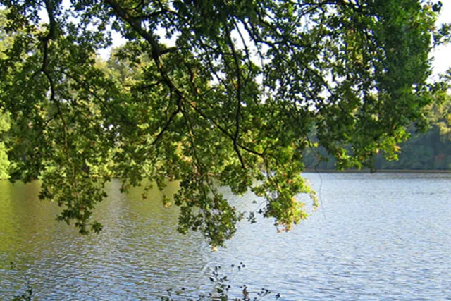 Campingplatz De Wittsee