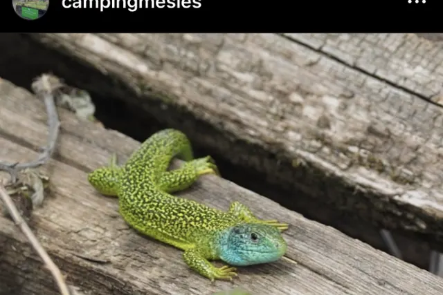 Camping Mesles