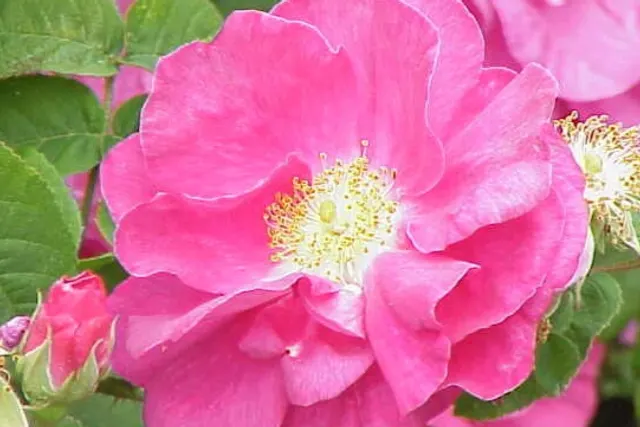 Camping Rose de Provins