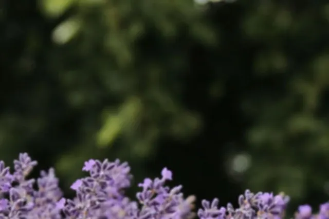 Lavender Village