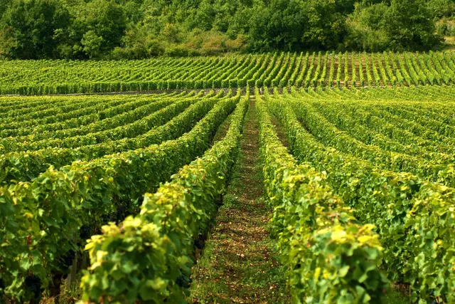 Albanica Wine